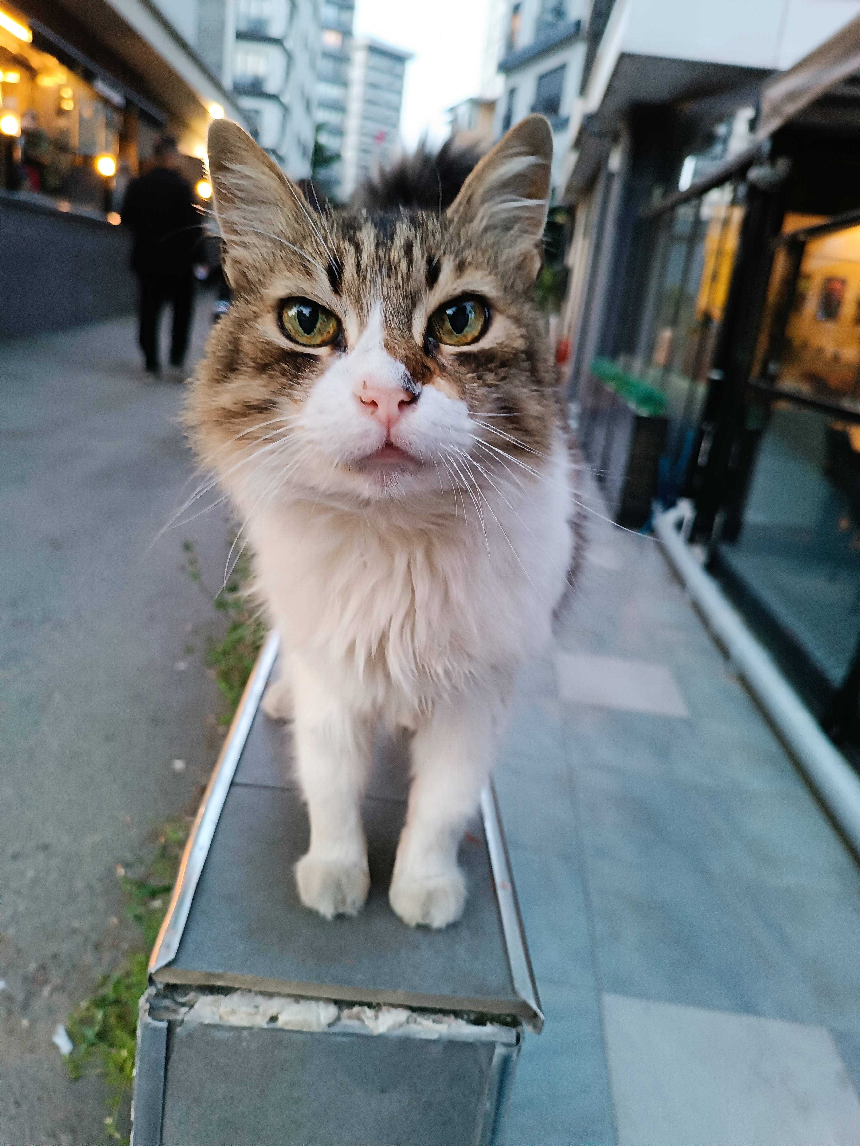 Istanbul Fun Guide | Compact Digital Travel Guide  🌉